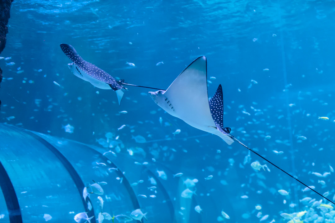 National Aquarium Abu Dhabi